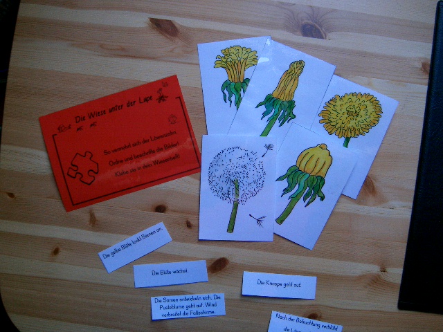 Legespiel zum L&ouml;wenzahn